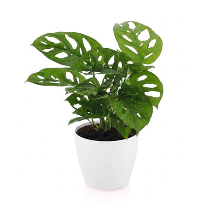 Green boutiQ - Monstera Adansonii - Monstera Adansonii - 1 Plant - met Potter Wit - Pot 12cm - Hoogte - 25cm
