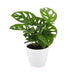 Green boutiQ - Monstera Adansonii - Monstera Adansonii - 1 Plant - met Potter Wit - Pot 12cm - Hoogte - 25cm Bild 2