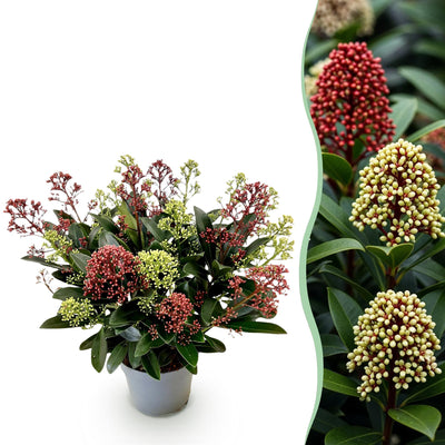 GreenboutiQ - Terrassenpflanze - Skimmia japonica Festival - Blüte Weiß & Rot - 15+ Blüten - 1 Pflanze - Winterhart - Topf 15cm Höhe 30cm