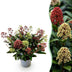 GreenboutiQ - Terrassenpflanze - Skimmia japonica Festival - Blüte Weiß & Rot - 15+ Blüten - 1 Pflanze - Winterhart - Topf 15cm Höhe 30cm Bild 1