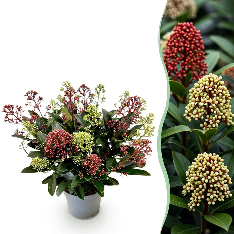 GreenboutiQ - Terrassenpflanze - Skimmia japonica Festival - Blüte Weiß & Rot - 15+ Blüten - 1 Pflanze - Winterhart - Topf 15cm Höhe 30cm