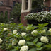Hydrangea Endless Summer 'The Bride' - 8x Pflanzen, Weiß, Winterhart Bild 6