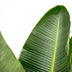 Strelitzia Augusta XXL - 250cm - Weiss - Weisser Paradiesvogel Bild 3