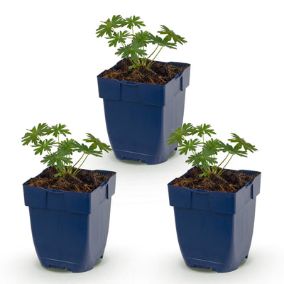 Green boutiQ - Perennial - Geranium sanguineum 'Album' - Cranesbill - Groundcover - White - 3 Plants - Pot 11cm - Height 15-25cm