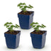 Green boutiQ - Perennial - Geranium sang. Album - Crane's-bill - Ground-covering - White - 3 Plants - Pot 11cm - Height 15-25cm Bild 2