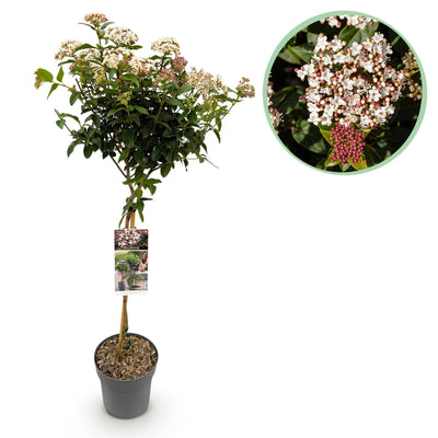 GreenboutiQ: Viburnum tinus Stamm-Pflanze, Immergrün, Weiße/Rosa Blüte