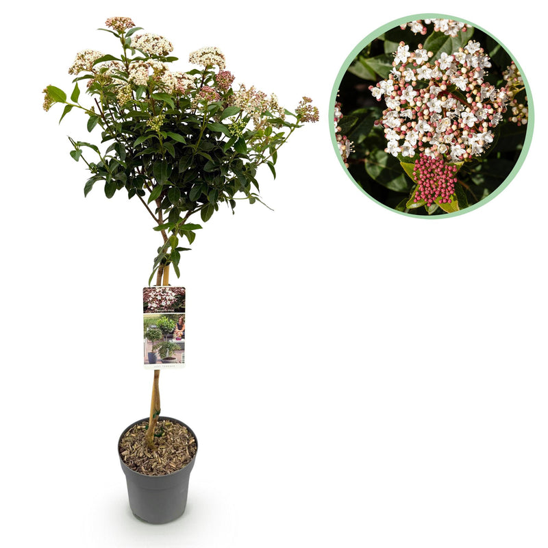 GreenboutiQ: Viburnum tinus Stamm-Pflanze, Immergrün, Weiße/Rosa Blüte