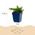 Green boutiQ - Stauden - Phlox Rosette - Flammenblume - Bodendecker - Rosa - 1 Pflanze - Topf 11cm - Höhe 15-25cm Bild 8