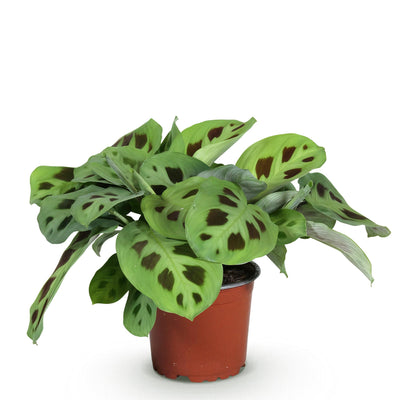 Maranta Fascinator Kerchoveana Zebrapflanze im 12cm Topf