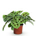 Maranta Fascinator Kerchoveana Zebrapflanze im 12cm Topf Bild 2