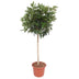 Schefflera Arboricola Compacta Baum - 190 cm - Ø45 Bild 1