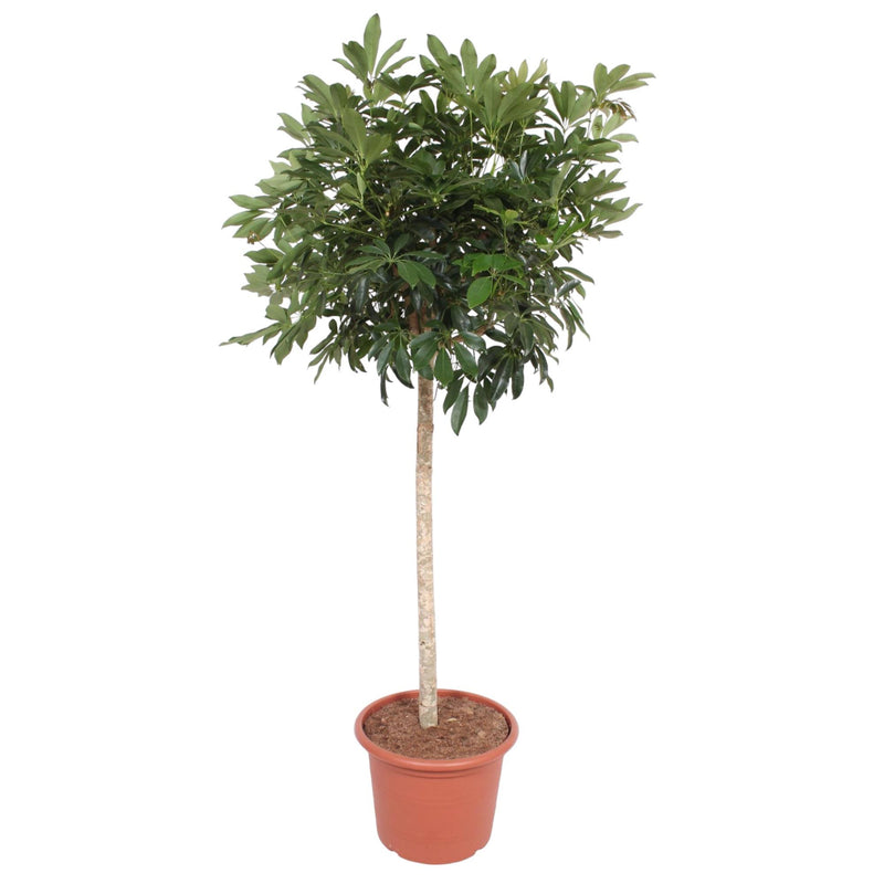 Schefflera Arboricola Compacta Baum - 190 cm - Ø45