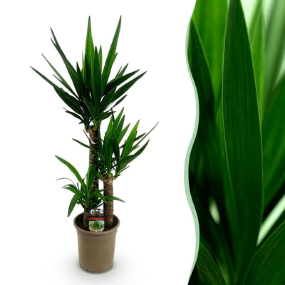 Yucca elephantipes Zimmerpflanze - Pflegeleicht & Grün - Topf 21cm