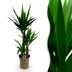 Yucca elephantipes Zimmerpflanze - Pflegeleicht & Grün - Topf 21cm Bild 1