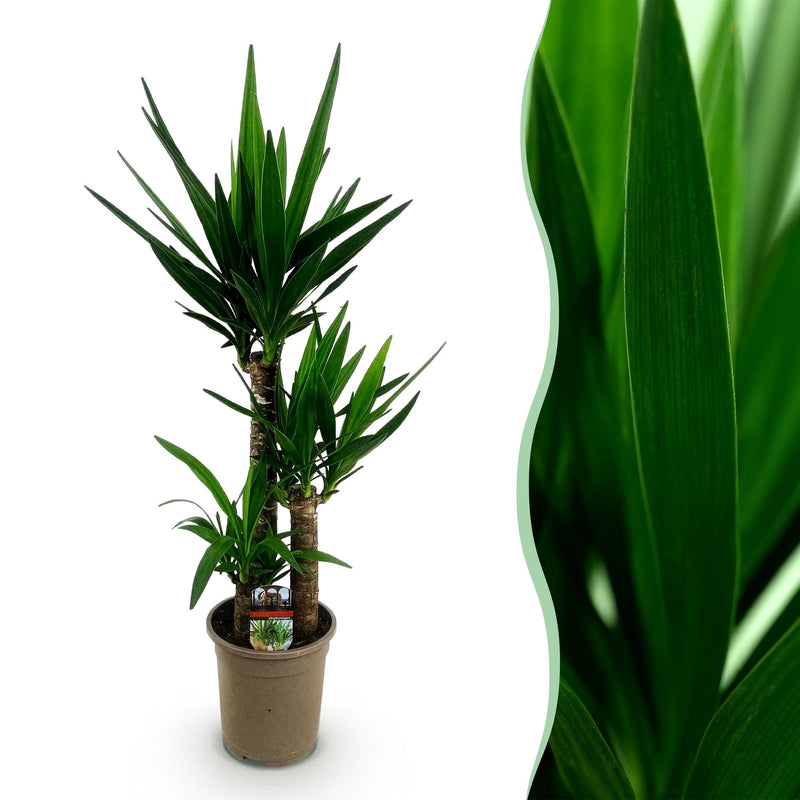 Yucca elephantipes Zimmerpflanze - Pflegeleicht & Grün - Topf 21cm