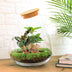 Bottle Garden XL Red - DIY Plant Terrarium with Coffee & Calathea Bild 3