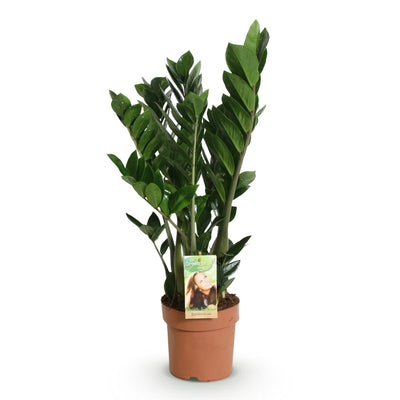 ZZ-Pflanze Zamioculcas, pflegeleicht, Topf 17cm, Höhe 65-75cm
