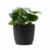 Peperomia Raindrop im mattschwarzen P&PURE Liv Keramiktopf Bild 1