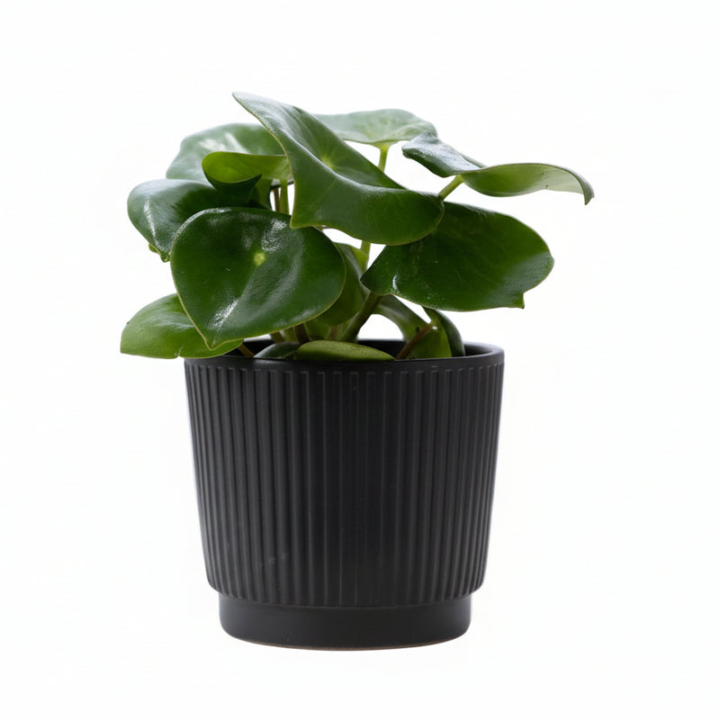 Peperomia Raindrop im mattschwarzen P&PURE Liv Keramiktopf