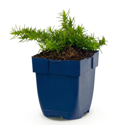 Green boutiQ - Perennials - Phlox 'Maischnee' - Tall Garden Phlox - Ground Cover - White - 1 Plant - 11cm Pot - Height 15-25cm