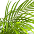 Areca Palm (Dypsis Areca Lutescens) with basket Ø24cm, 120-140cm Bild 5