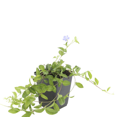 48x Vinca minor 'La Grave' Bodendecker, 10-25cm