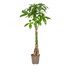 Pachira Aquatica Geldbaum Ø24cm, 120-140cm - Eleganter Zimmerbaum Bild 1