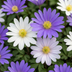 50x Anemone Blanda Mix Zwiebeln - Frühblüher für bunte Frühlingsgärten Bild 1
