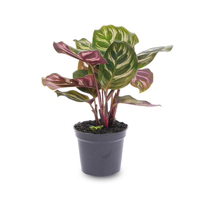 Calathea Makoyana (Peacock Plant) - Pot size 6