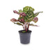 Calathea Makoyana (Peacock Plant) - Pot size 6 Bild 1