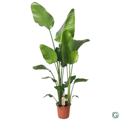 Strelitzia Nicolai Riesen-Strelitzie, 130cm hoch, Ø21cm Topf