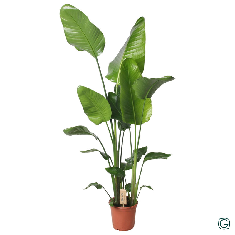 Strelitzia Nicolai Riesen-Strelitzie, 130cm hoch, Ø21cm Topf