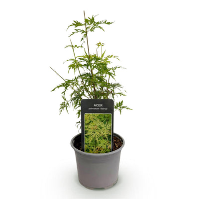 Acer palmatum Seiryu: Japanischer Fächerahorn für Garten & Balkon