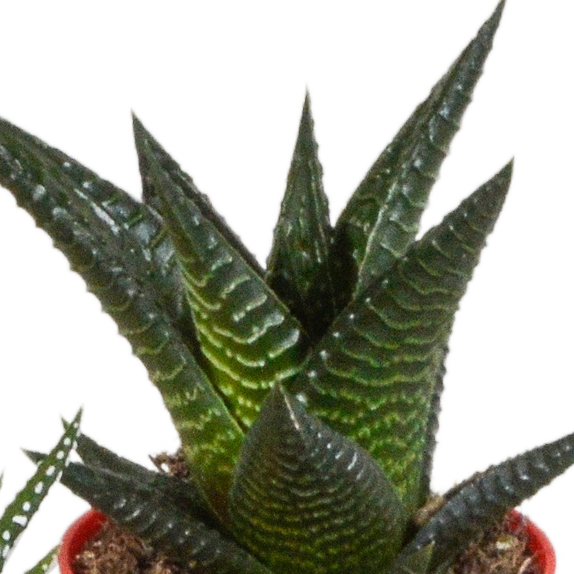 Gasteria/Haworthia-Mischung 5,5cm - 5x - in gekleurde plasticpot