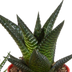 Gasteria/Haworthia-Mischung 5x im bunten Topf (5,5 cm) Bild 5