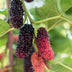 Black Mulberry 'Morus nigra' - Organic, Ø13cm, ↕45cm Bild 4