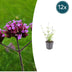 12x Verbena bonariensis 'Lollipop' - 10-25cm - Ø9cm Bild 1
