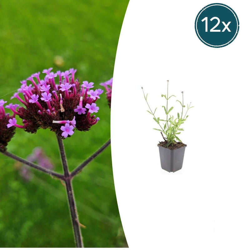 12x Verbena bonariensis 'Lollipop' - 10-25cm - Ø9cm