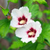 Hibiskus 'Hamabo' Strauch: Hellrosa Blüten, pflegeleicht, 1 Pflanze Bild 6