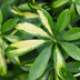 Schefflera Gold Capelle - Pflegeleichte Zimmerpflanze im Korb, 70-81cm Bild 4