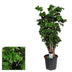 Polyscias Roble Vertakt Zimmerpflanze Ø21cm - ↕80cm Bild 2