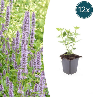 Agastache 'Blue Fortune' Staude – 10-25cm