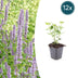 Agastache 'Blue Fortune' Staude – 10-25cm Bild 1