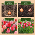 320x Tulipa Pink - Red - Pink-Red Tulip - Pink and Red - Spring bloomer - Bulb size 10/12 Bild 4