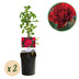 GreenboutiQ - Kletterrose - Rosa Paul Scarlet Climber - Blüte Rot - Wenig Pflege - 2 Pflanzen - Topf 11cm Höhe 40cm Bild 1