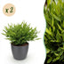 Green boutiQ Bambusgras, 2x Bamusa Pogonatherum Monica, Topf 12cm Bild 1