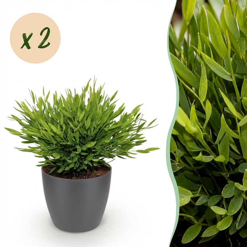 Green boutiQ Bambusgras, 2x Bamusa Pogonatherum Monica, Topf 12cm
