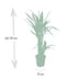 Yucca Elephantipes: Robust Houseplant in Ø17cm Pot, 85cm High Bild 2