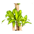 Dracaena Fragrans Massangeana Ø21cm - ↕90-110cm - Tropische Zimmerpflanze Bild 4