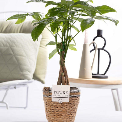 Pachira Aquatica In P&PURE Basket - Ø12cm - ↕45cm